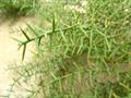 Alhagi sp.